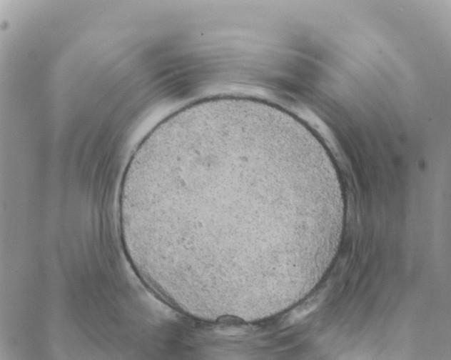 X0000088181199200706121643