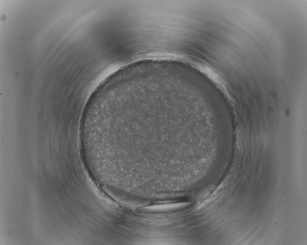 X0000088181229200706121643