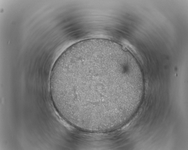 X0000088181236200706121643