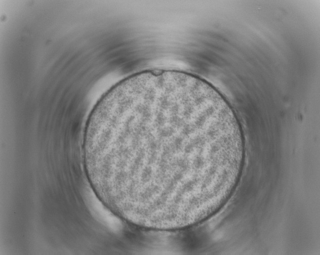 X0000088181248200706121643