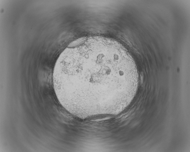 X0000088181251200706121642