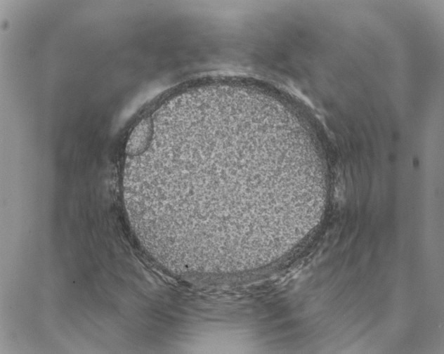 X0000088181255200706121642