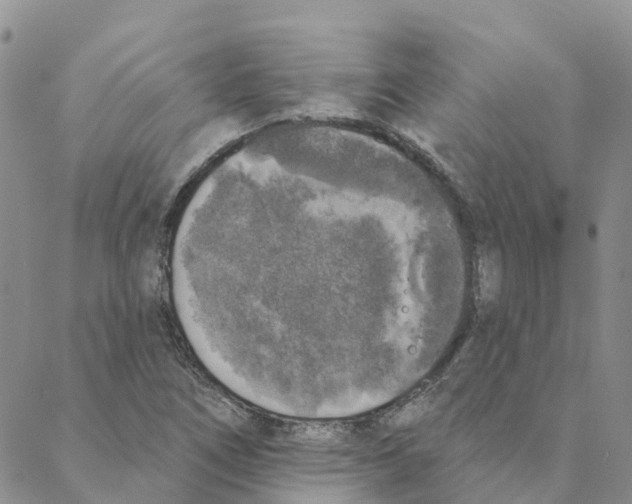 X0000088181266200706121642