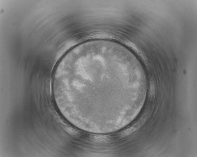 X0000088181274200706121642