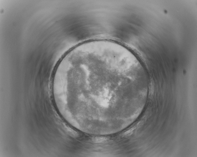 X0000088181278200706121642