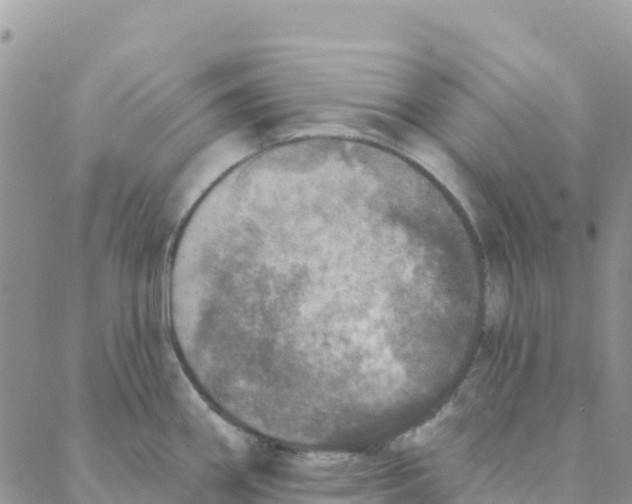 X0000088181290200706121642