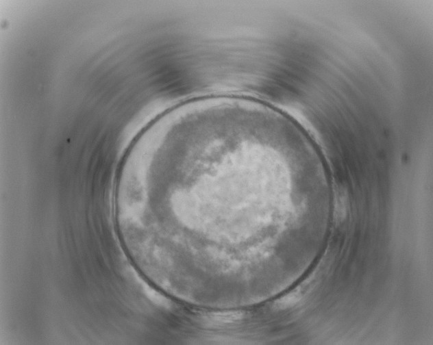 X0000088181294200706121641