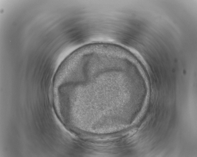 X0000088181295200706121641