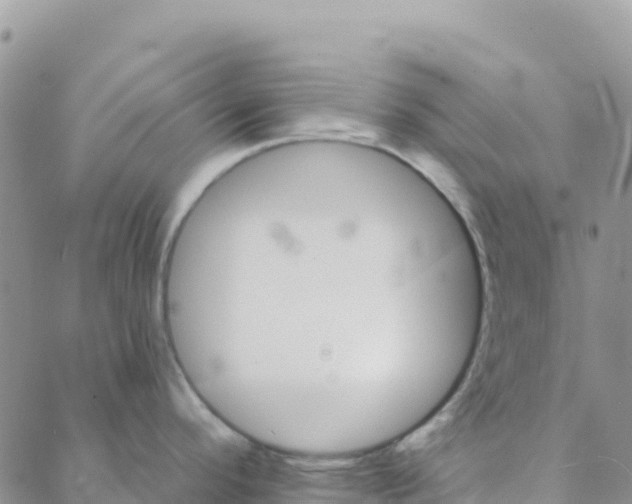 X0000088181296200706121641