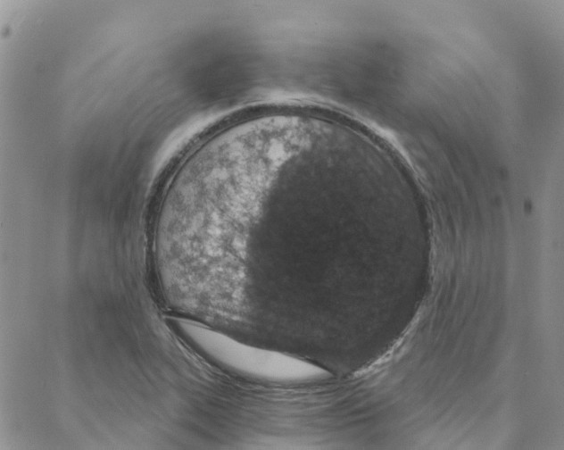 X0000088181319200706121641