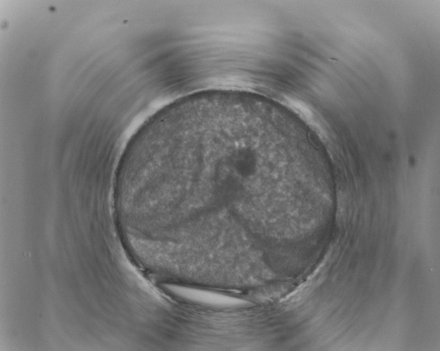 X0000088181331200706121641