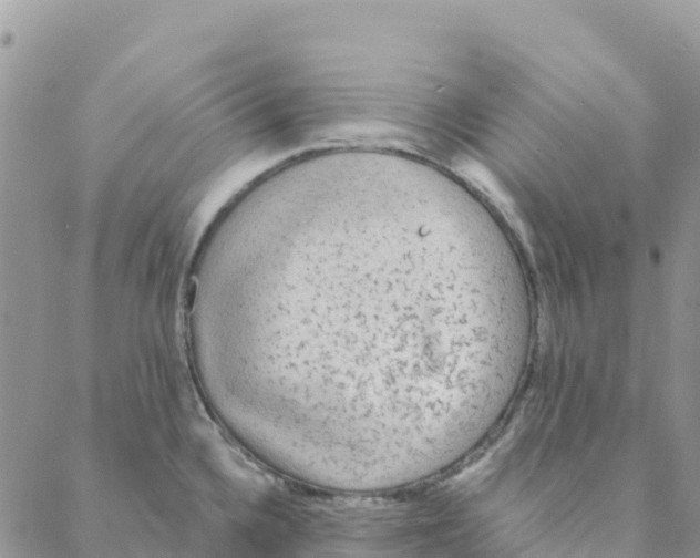 X0000088181336200706121641