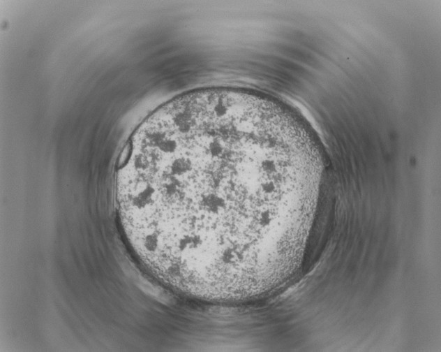 X0000088181371200706121640