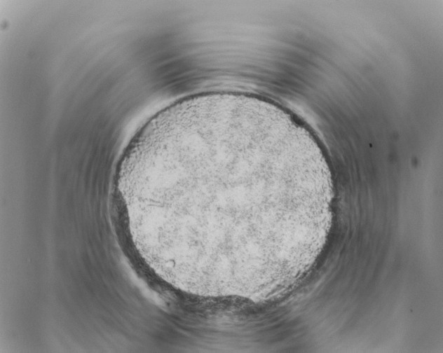 X0000088181379200706121640