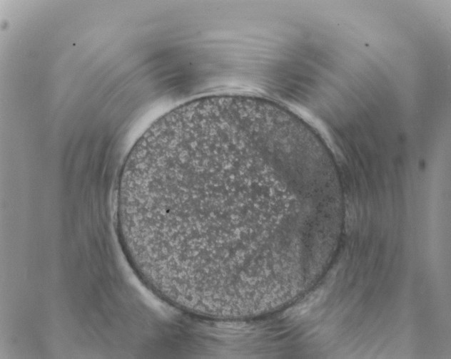 X0000088181383200706121640