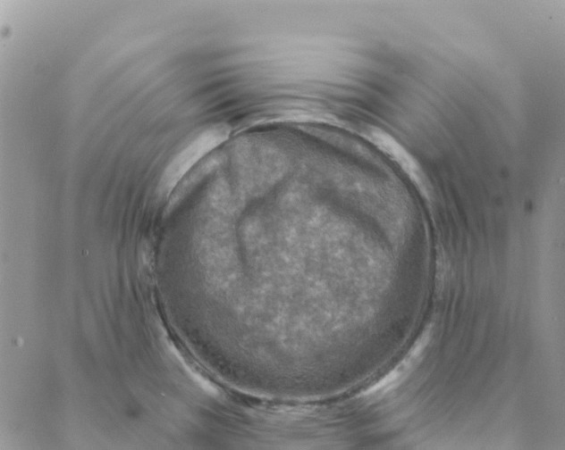 X0000088181385200706121640