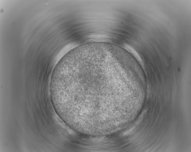 X0000088181386200706121640