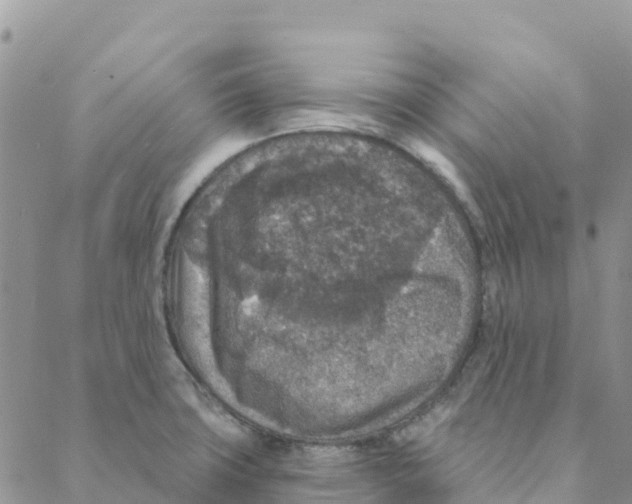 X0000088181427200706121640