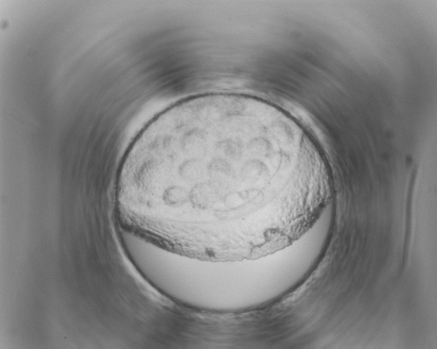 X0000088181432200706121640