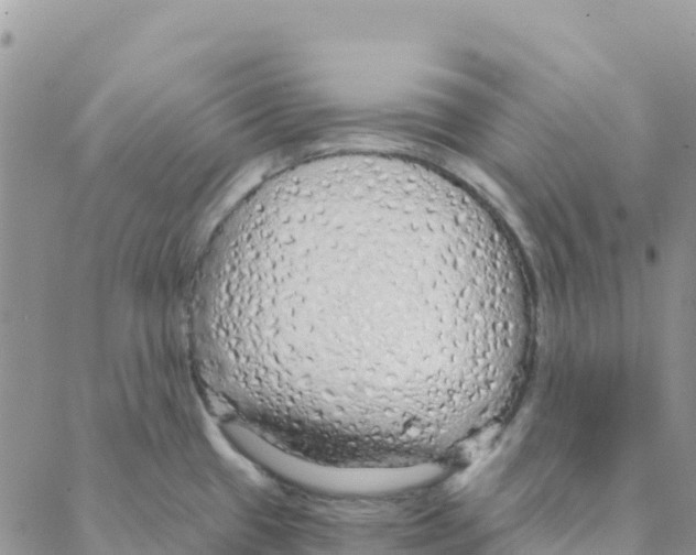 X0000088181433200706121640