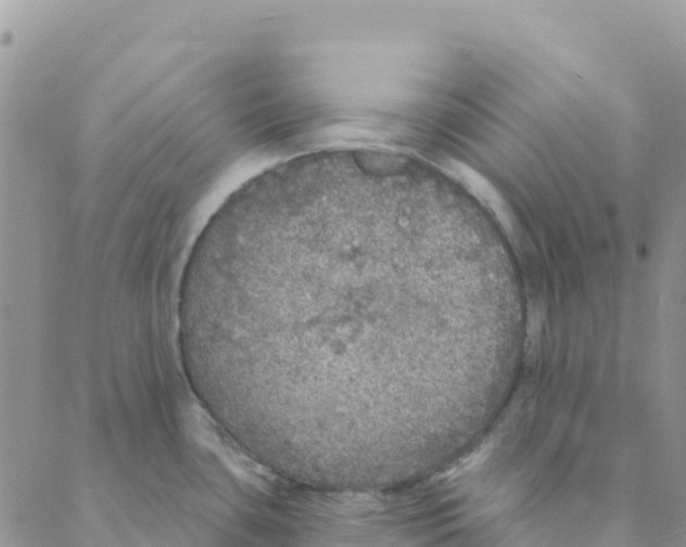 X0000088181435200706121640