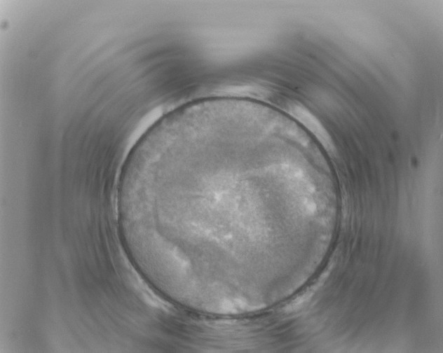 X0000088181436200706121640