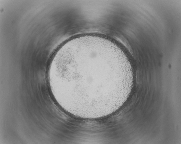 X0000088181452200706121639