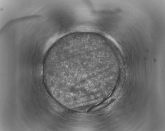 X0000088181461200706121639