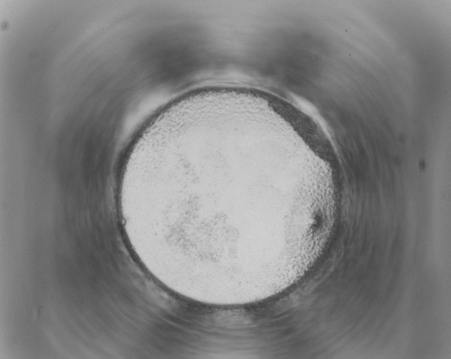 X0000088181464200706121639