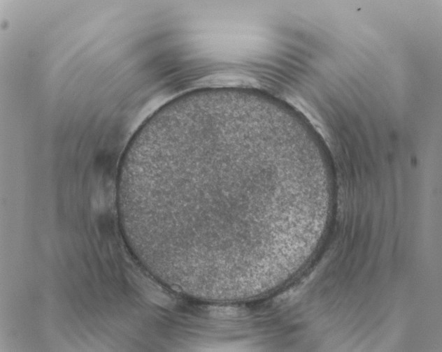 X0000088181465200706121639