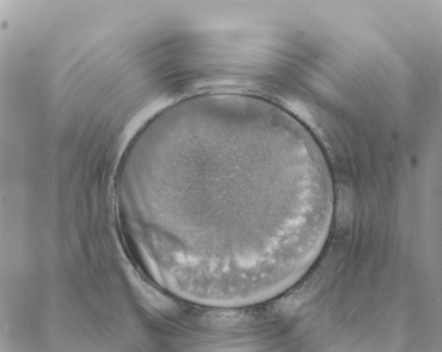 X0000088181474200706121639