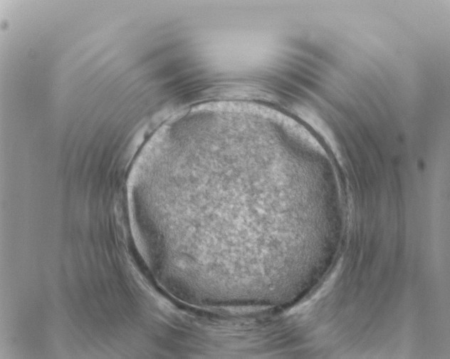 X0000088181481200706121638