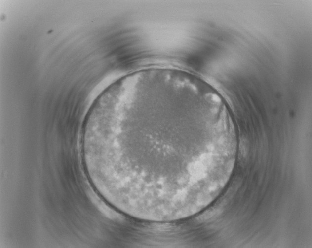 X0000088181482200706121638