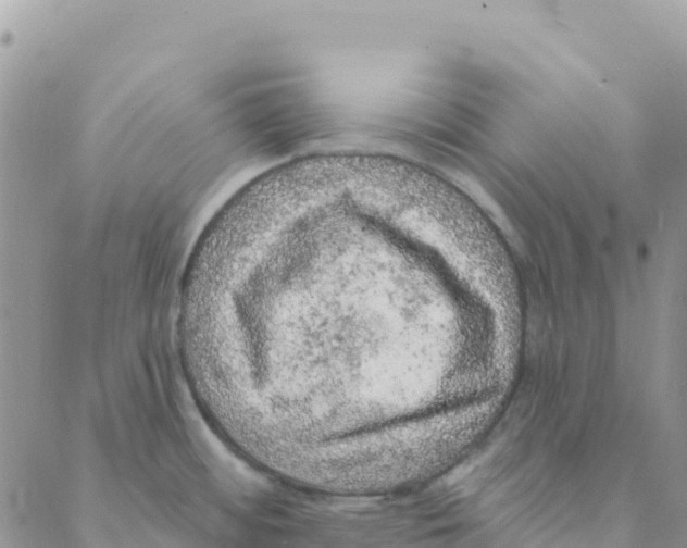 X0000088181484200706121638