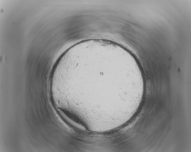 X0000088181517200706121638