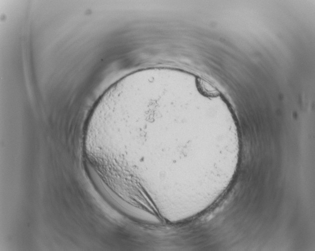 X0000088181525200706121638