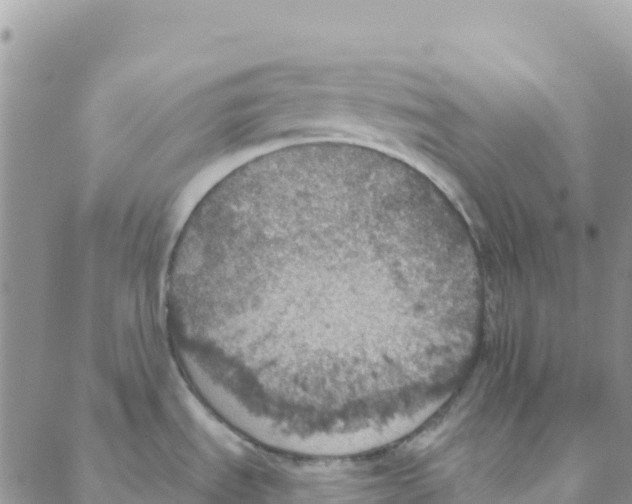 X0000088181535200706121638