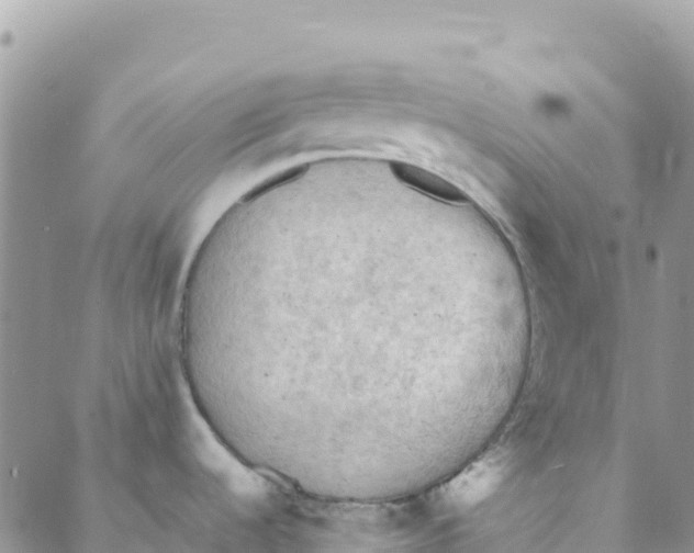 X0000088181536200706121638