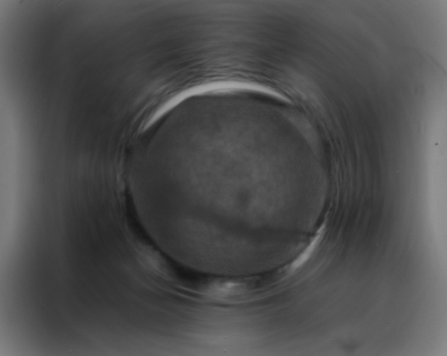 X0000088190174200705221710