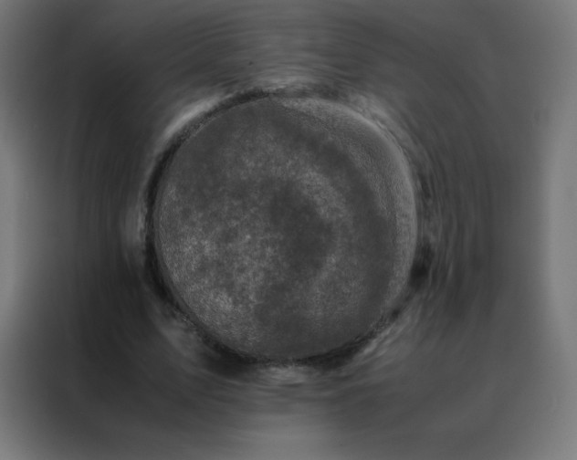 X0000088190583200705221704