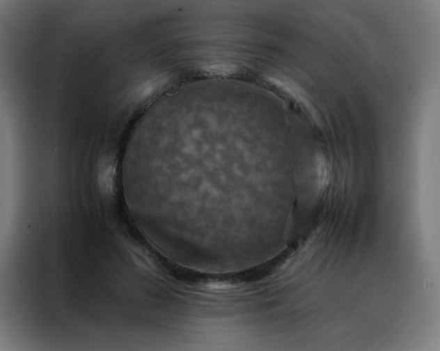 X0000088190596200705221704