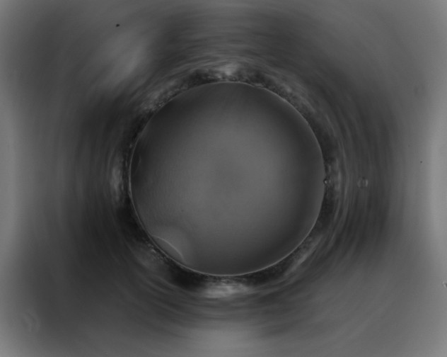 X0000088190754200705221702