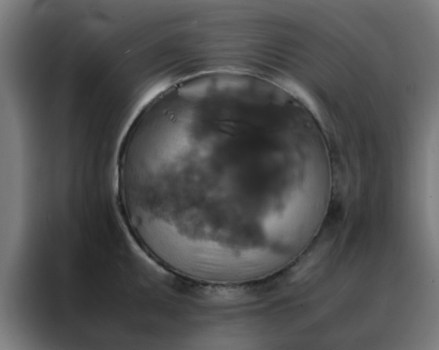 X0000088191095200705221657