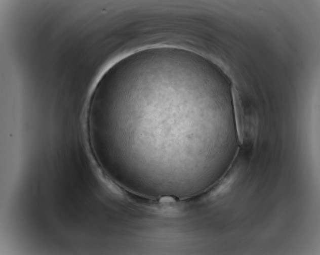 X0000088191530200705221652