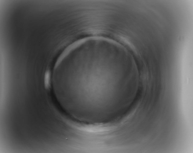 X0000088190024200705292021