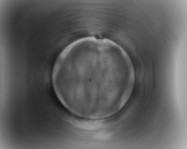 X0000088190032200705292021