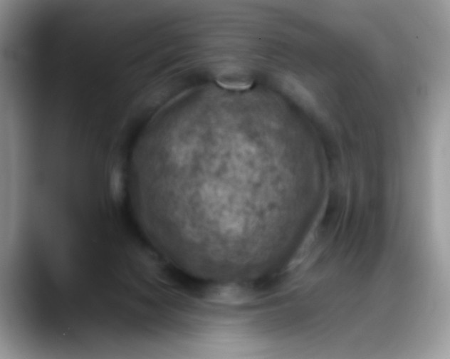 X0000088190074200705292020