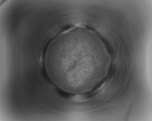 X0000088190082200705292021