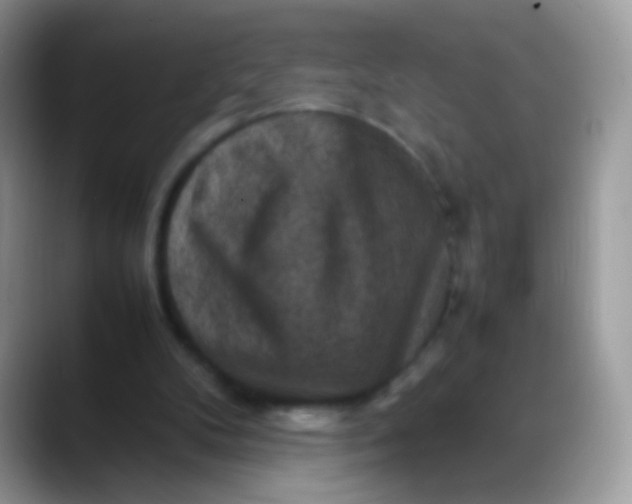 X0000088190104200705292020