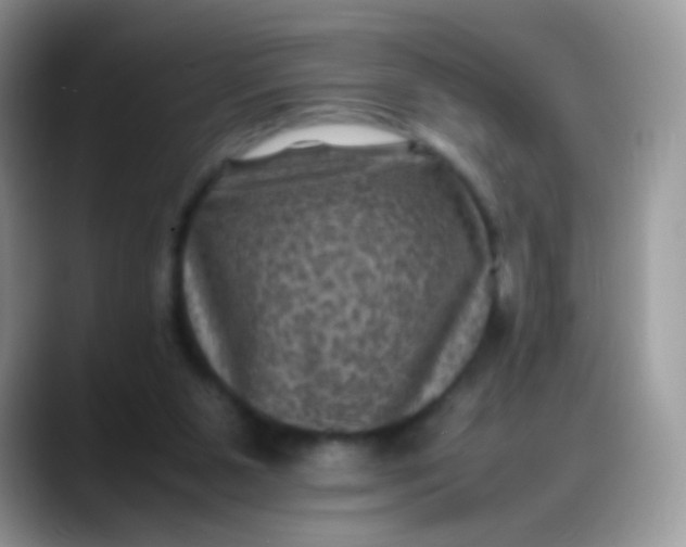 X0000088190111200705292020